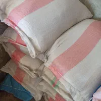 بذرشالی ۹۰روزه فجر بوجار شده