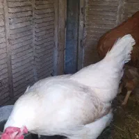 مرغ تخم گذار|حیوانات مزرعه|شاهین‌شهر, خبرنگار|دیوار