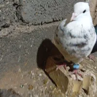 کفتر رنگی|پرنده|امیدیه, |دیوار