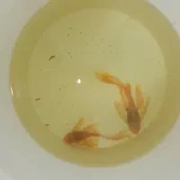 کت پوزه بوته‌ ای مولد تخم ریز