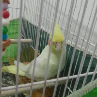 جوجه عروس لوتینو چش شرابی|پرنده|مشهد, ابوذر|دیوار