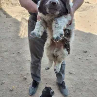 سگ آله سرخ  روزگاری قدرجونی