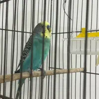 مرغ عشق نر خوش رنگ بالغ