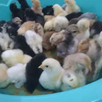 جوجه محلی|حیوانات مزرعه|رشت, یخسازی|دیوار