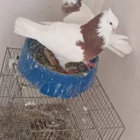 جفت کفتر طوقی با جوجه شازده کیشکیلک