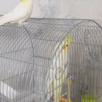 جفت عروس هلندی جوجه