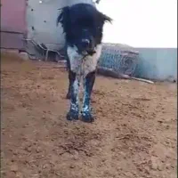 سگ دزدیده شوده|حیوانات|خمینی‌شهر, |دیوار