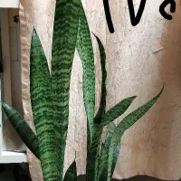 گل و گیاه|گل و گیاه طبیعی|سبزوار, جنت|دیوار