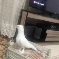 کبوتر یاهو