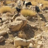 کهره سرحال چاق|حیوانات مزرعه|بهبهان, |دیوار