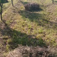 یونجه و علف مخلوط