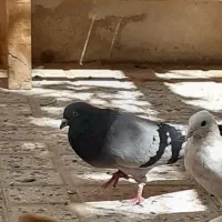 گمشده