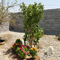 227 متر باغ و باغچه منطقه سرسبز و دنج|فروش زمین و ملک کلنگی|شهریار, اصیل آباد|دیوار