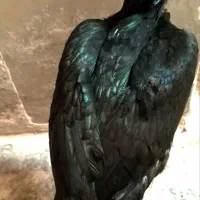 خروس|حیوانات مزرعه|بندرعباس, |دیوار