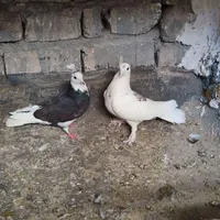 جوجه کفتر آبادانی یا کبوتر غریب گیری|پرنده|قم, زنبیل آباد|دیوار