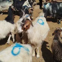 بز کهره دار داشتی روزگاری|حیوانات مزرعه|رحمتآباد, |دیوار