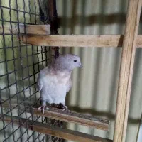 کفتر گم شده