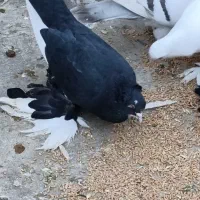 کبوتر|پرنده|تبریز, |دیوار