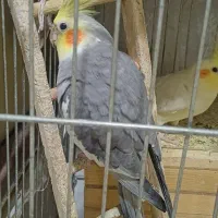 عروس هلندی مولد