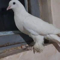 کبوتر سفید پا پری