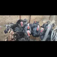 بوقلمون|حیوانات مزرعه|شیراز, حومه شیراز|دیوار