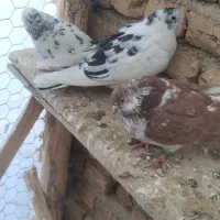 فروش چند عدد کبوتر
