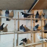 کبوتر|پرنده|یزد, |دیوار