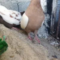 کبوتر سینه ای