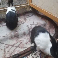 خرگوش