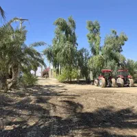 برش خرید.فروش.انواع درخت