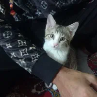 گربه خونگی خوشگل رایگان|گربه|گرگان, |دیوار