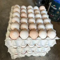 فروش تخم بوقلمون برنز نطفه دار