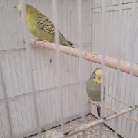 مرغ عشق