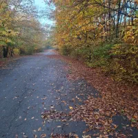 نیروی ساده کاری و با نظم