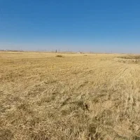 اجاره ۶ هکتار زمین مرغوب جا سیب وگندم