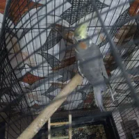 عروس هلندی جفت یک قلیون تنه چوبی دارم|پرنده|چهارباغ, |دیوار