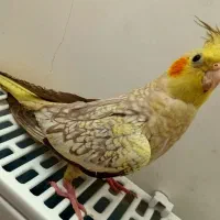 عروس هلندی