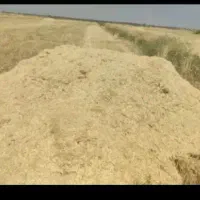 کاه گندم (تبن)