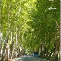 فروش-باغ-گردویی-در-فسارود