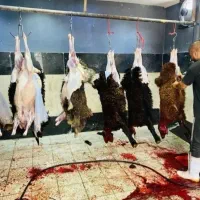 « گوسفند بره نرینه قلم آبی کمر پر عقیقه زنده»|حیوانات مزرعه|مشهد, نوید|دیوار