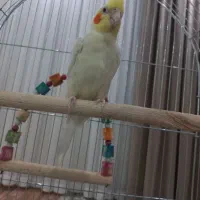 عروس هلندی بدون قفس|پرنده|تهران, شهرک ابوذر|دیوار