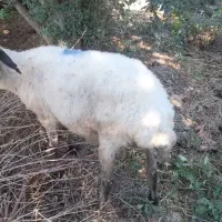 گوسفند|حیوانات مزرعه|گمیشان, |دیوار