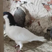 خال ماده درشت|پرنده|بجنورد, |دیوار