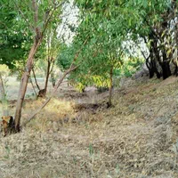 فروش زمین ۸۰۰ متری در شهرکرد شوراب صغیر|فروش زمین و ملک کلنگی|شاهین‌شهر, پاسداران|دیوار