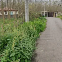 زمین داخل طرح هادی ضیابر