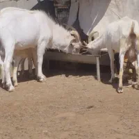 نر بز سانن فروخته شد