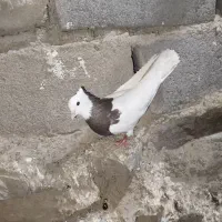 کفتر یا کبوتر طوقی