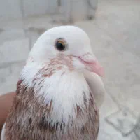 هما ماده عطیقه