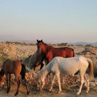 سه عدد اسب درشوری یکی نر دوتا ماده