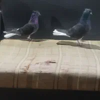 کبوتر رنگی زاغ دم سفید|پرنده|سوسنگرد, |دیوار